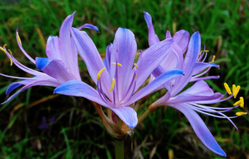 换锦花怎么养？你的换锦花是这样养的吗？