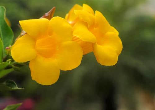 黄蝉花和黄钟花有区别吗?简单几招秒辩黄蝉花和黄钟花！