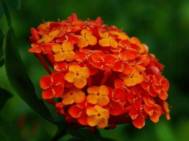 仙丹花怎么养殖？仙丹花养殖方法介绍！