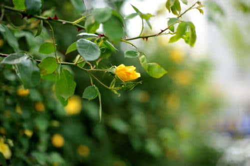 蔷薇花什么时候开花?蔷薇花该怎么养护?