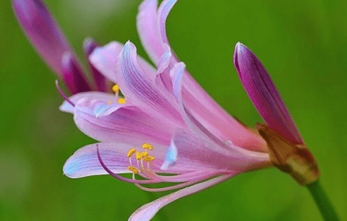 换锦花怎么养？你的换锦花是这样养的吗？