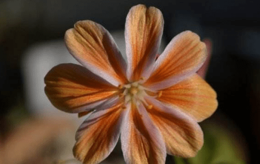 露微花什么时候开花？这个时间的露微花不容错过！
