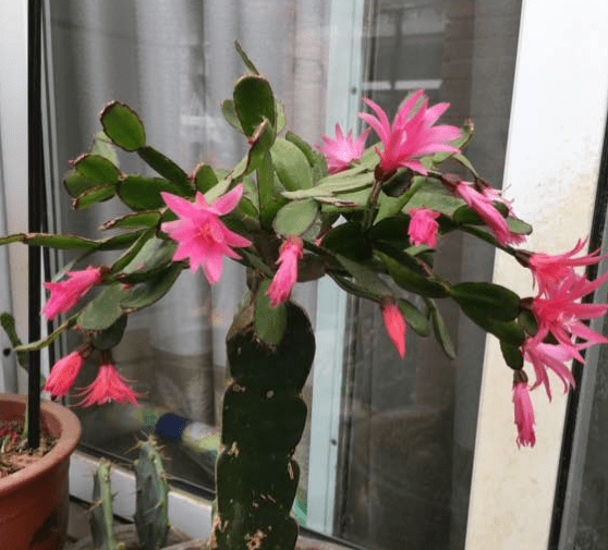 假昙花什么时候嫁接好？这个时候嫁接成活率更高哦！