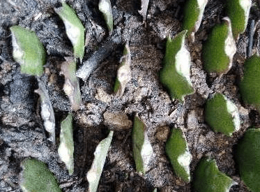 假昙花什么时候嫁接好？这个时候嫁接成活率更高哦！