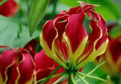 嘉兰的花语是什么?嘉兰有哪些功效与作用?