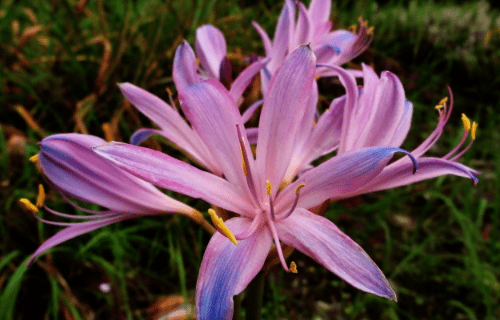 换锦花有毒？这是真的吗？