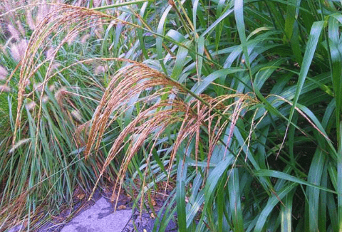 芦苇和蒲苇有什么区别?芦苇有什么样的花语?