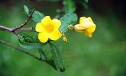 黄蝉花和黄钟花有区别吗?简单几招秒辩黄蝉花和黄钟花！