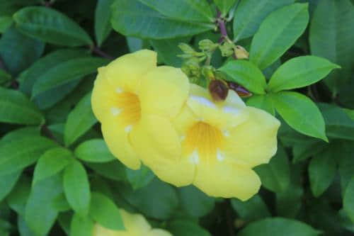 黄蝉花和黄钟花有区别吗?简单几招秒辩黄蝉花和黄钟花！