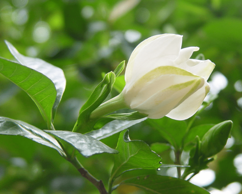 栀子花的花语和传说介绍！这样的栀子花还是你所熟悉的吗？