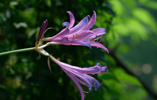 换锦花有毒？这是真的吗？