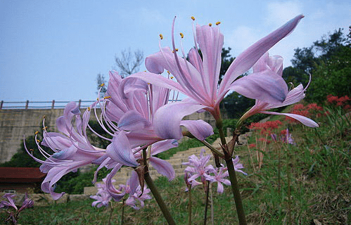 换锦花怎么养？你的换锦花是这样养的吗？