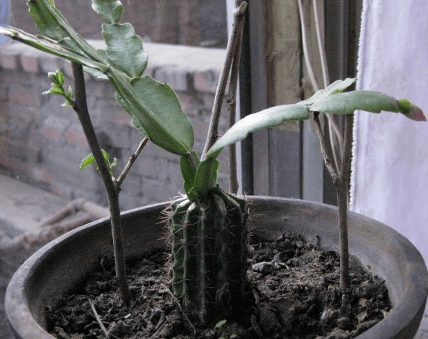 假昙花什么时候嫁接好？这个时候嫁接成活率更高哦！