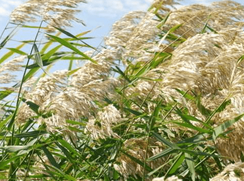 芦苇和蒲苇有什么区别?芦苇有什么样的花语?