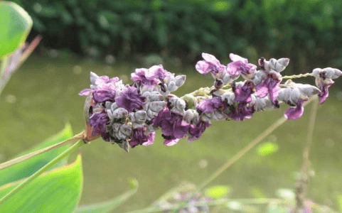 再力花的养殖方法!这样养的再力花更优雅高贵!
