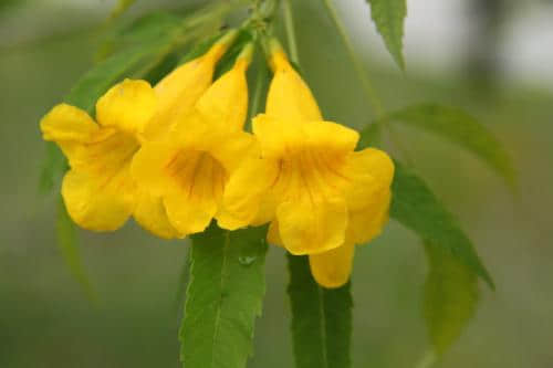 黄蝉花和黄钟花有区别吗?简单几招秒辩黄蝉花和黄钟花！