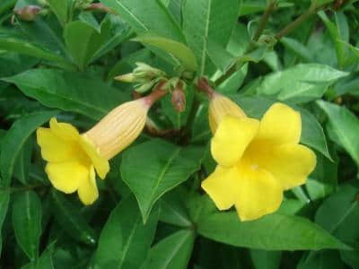 黄蝉花和黄钟花有区别吗?简单几招秒辩黄蝉花和黄钟花！