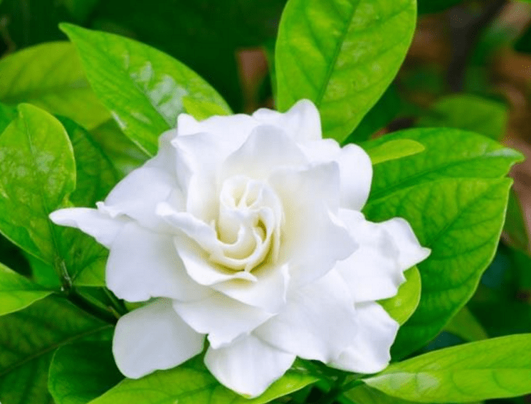 栀子花的花语和传说介绍！这样的栀子花还是你所熟悉的吗？