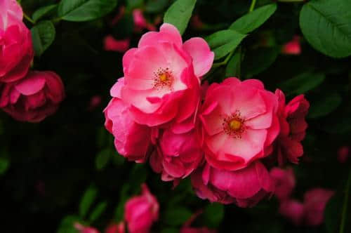 蔷薇花什么时候开花?蔷薇花该怎么养护?