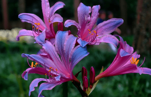 换锦花怎么养？你的换锦花是这样养的吗？