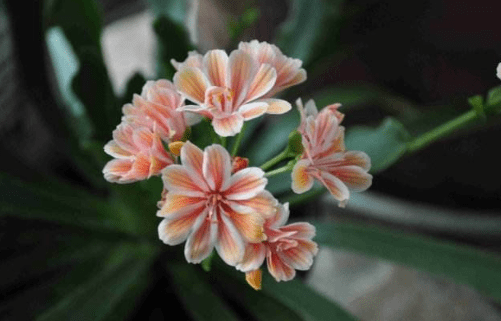 露微花什么时候开花？这个时间的露微花不容错过！