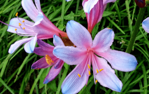 换锦花有毒？这是真的吗？