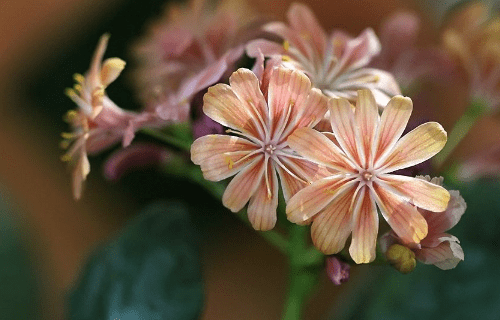 露微花什么时候开花？这个时间的露微花不容错过！