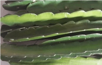 假昙花什么时候嫁接好？这个时候嫁接成活率更高哦！