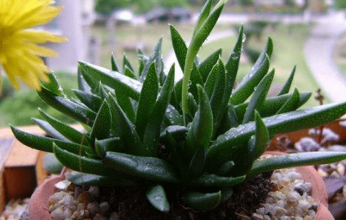 照波怎么养？这么才能让照波更旺盛！
