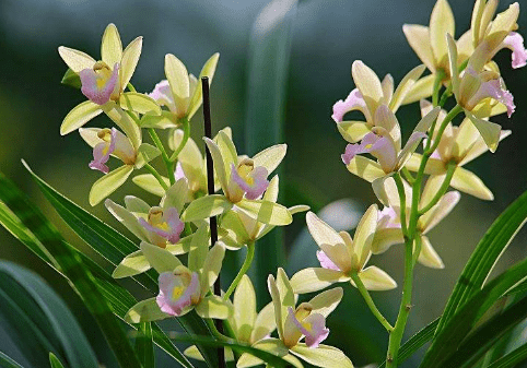 兰花多久浇一次水?兰花这样浇才能开花不断!