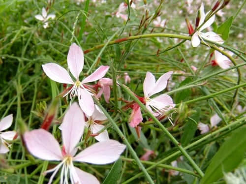 千鸟花的花语原来这么多!你都了解吗?