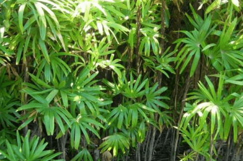 观音竹要怎么繁殖?这样养观音竹会更健康粗壮!