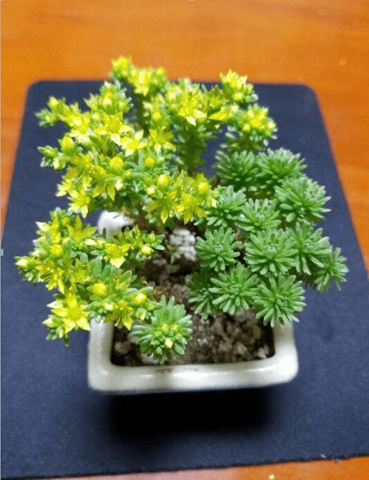 你知道球松开花后该怎么办吗?球松开花后会不会死?球松开花处理方法介绍！