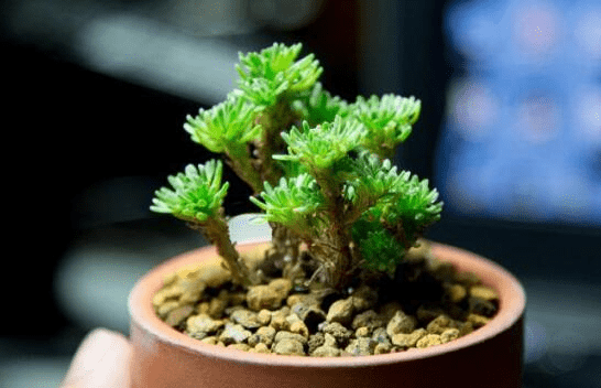 你还不懂球松怎么繁殖?听说这样用这种方法繁殖的球松都是多肉老司机！