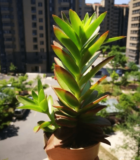 火祭砍头有什么好处？火祭砍头后扦插方法介绍！