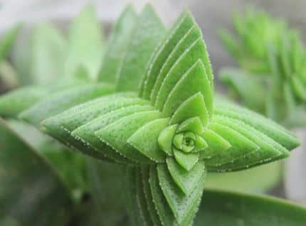 你真的会养茜之塔吗?正确的养殖方法了解一下吗
