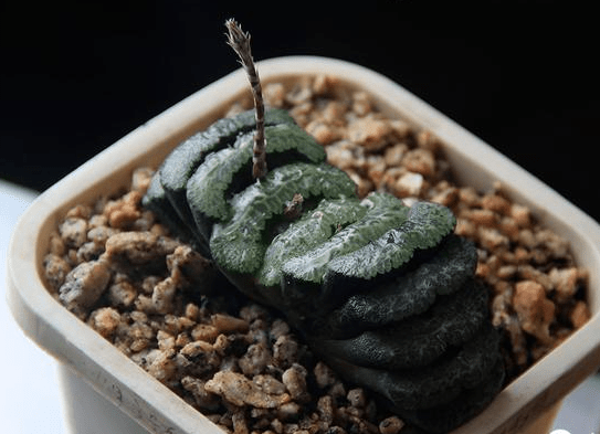 玉扇和万象哪个贵？你更中意它们其中的那一种呢？