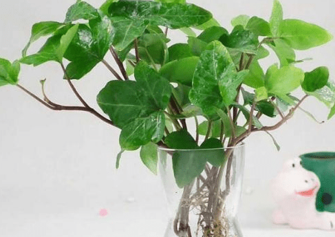 水盆栽植物图片及名称！带你认识水盆栽植物！