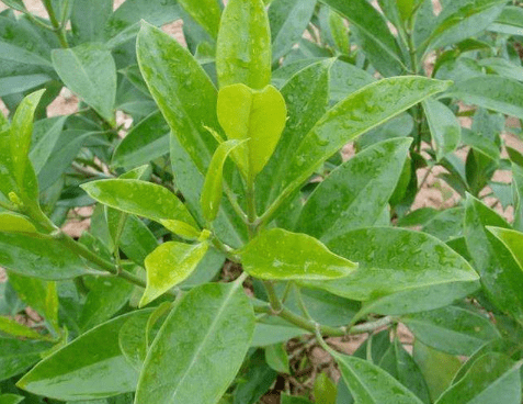 非洲茉莉需要多久浇一次水?浇水要注意哪些呢?