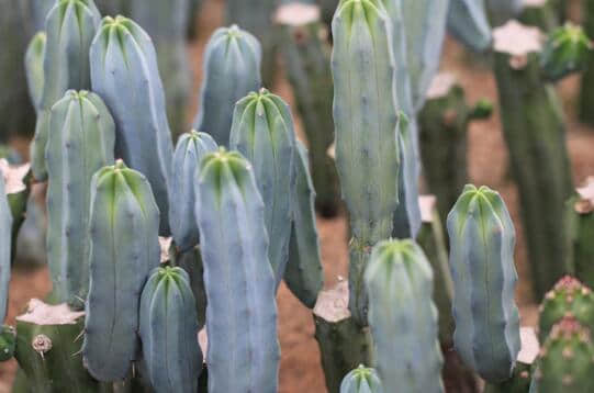 仙人柱的种类有哪些?一分钟了解仙人柱种类介绍，秒变园艺老司机!
