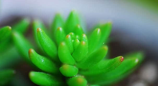 白花小松的繁殖方法!学会这招让你白花小松爆盆!