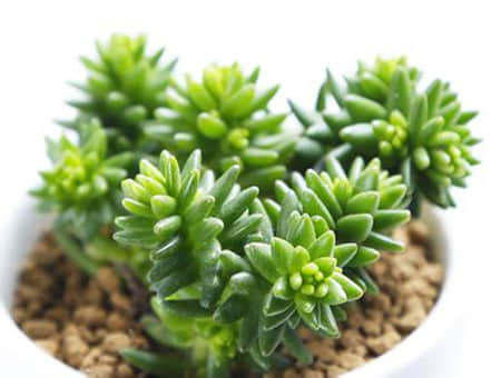 白花小松的繁殖方法!学会这招让你白花小松爆盆!
