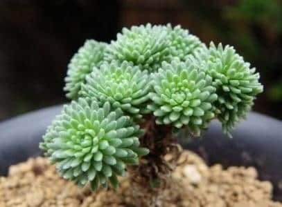 你见过球松开花吗?球松开花后会怎么样?