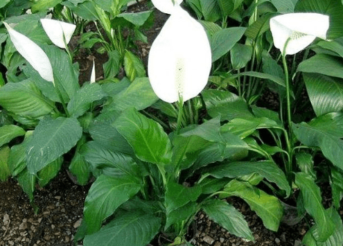 一帆风顺的花变绿是什么原因?为啥你养的植株不会开花?