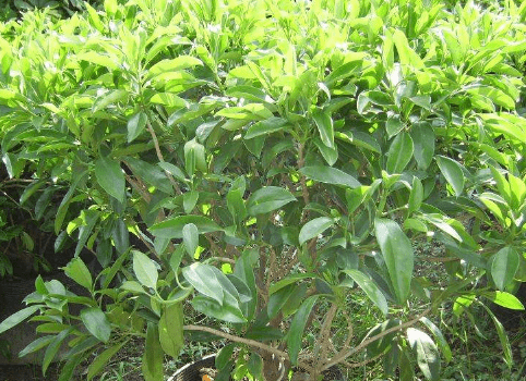 非洲茉莉需要多久浇一次水?浇水要注意哪些呢?