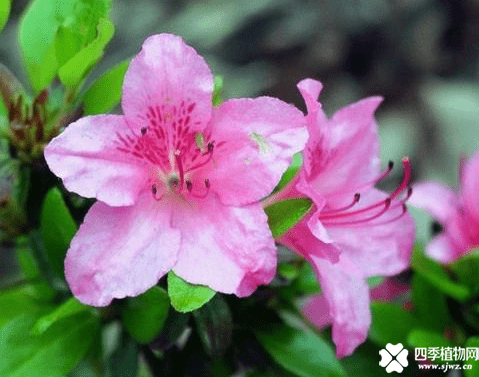 杜鹃花有毒吗?养之前你一定要知道这些!