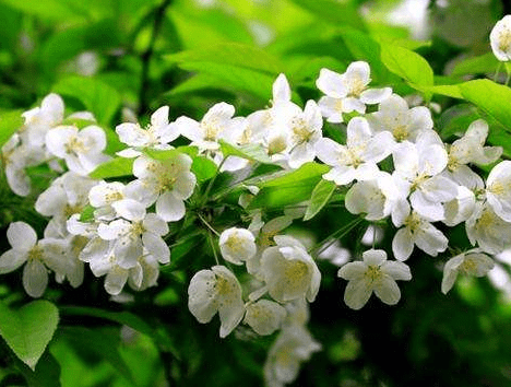 非洲茉莉怎么换土?换盆要注意哪些?