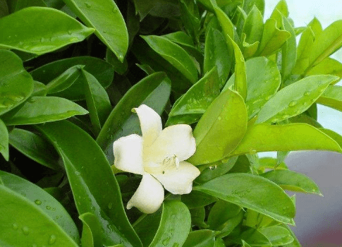 非洲茉莉怎么换土?换盆要注意哪些?