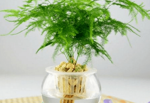 水盆栽植物图片及名称！带你认识水盆栽植物！