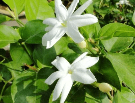 非洲茉莉需要多久浇一次水?浇水要注意哪些呢?